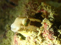 Petroscirtes breviceps