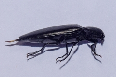Orthostethus piceus