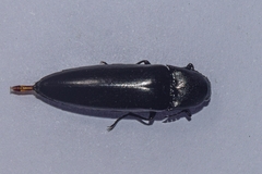 Orthostethus piceus