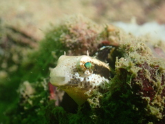 Petroscirtes breviceps