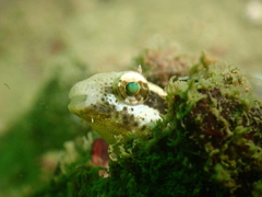 Petroscirtes breviceps