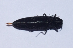 Orthostethus piceus
