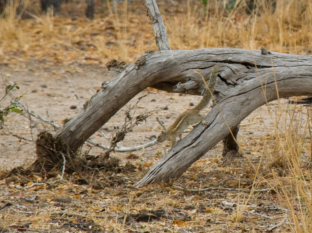 Striped Bush Squirrel