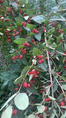 Lonicera tatarica