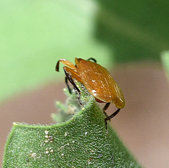 Lycus simulans