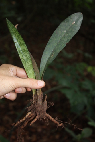 Monk Orchid