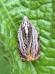 Phaecasiophora roseana