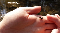 Nepomorpha