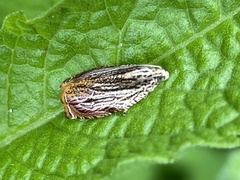 Phaecasiophora roseana