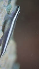 Elacatinus prochilos