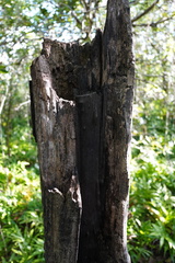 Diospyros egrettarum