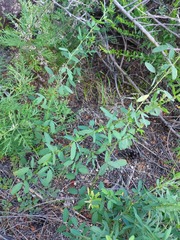 Lespedeza daurica