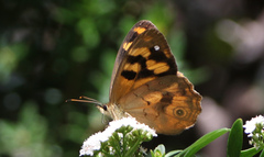 Heteronympha solandri
