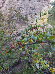 Ribes pulchellum
