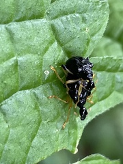 Phymatapoderus