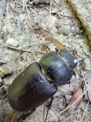 Lucanus cervus