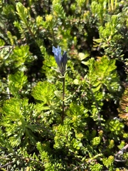 Gentiana glauca