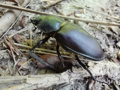 Lucanus cervus