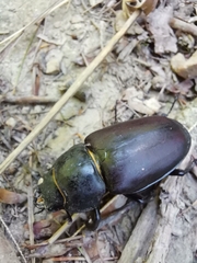 Lucanus cervus
