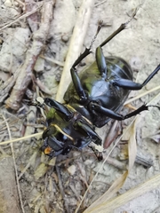 Lucanus cervus