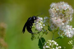 Poecilopompilus algidus