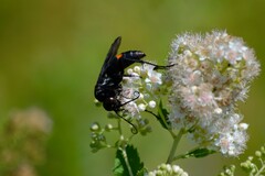 Poecilopompilus algidus