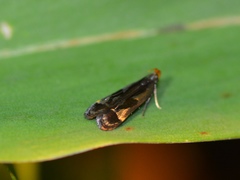 Dichomeris ochripalpella