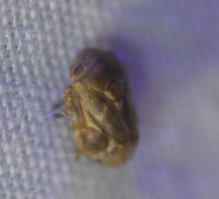 Clastoptera querci