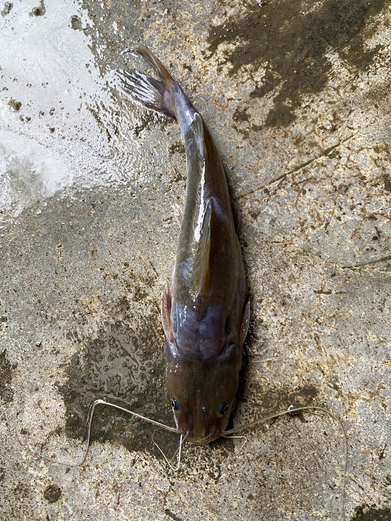 Irrawaddy Mystus