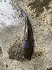 Irrawaddy Mystus photo 1