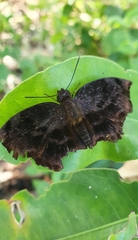 Achlyodes