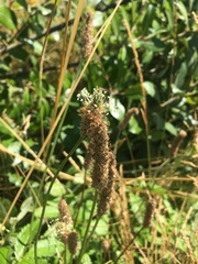 Plantago lanceolata