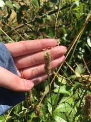 Plantago lanceolata