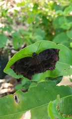 Achlyodes