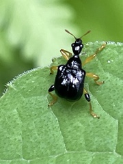 Phymatapoderus