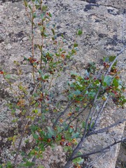 Ribes pulchellum