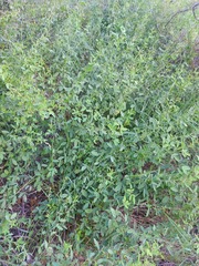 Lespedeza daurica
