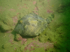 Stephanolepis cirrhifer