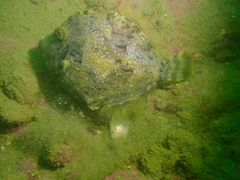 Stephanolepis cirrhifer