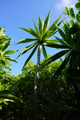 Dracaena concinna