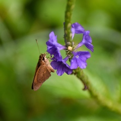 Asbolis capucinus