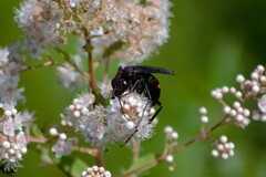 Poecilopompilus algidus