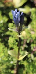 Gentiana glauca