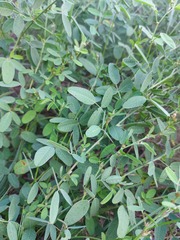 Lespedeza daurica