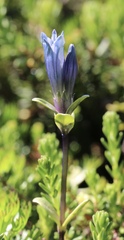 Gentiana glauca