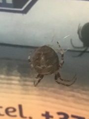 Araneus marmoreus