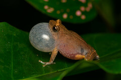 Raorchestes tuberohumerus