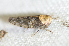 Paraphlepsius collitus