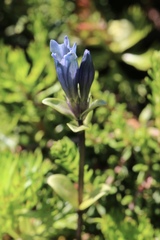 Gentiana glauca