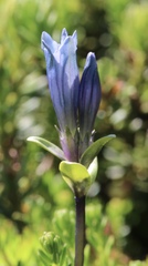 Gentiana glauca